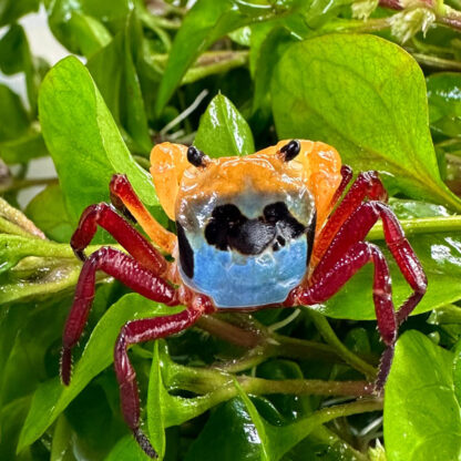 Lepidothelphusa sp.-Tricolor "Pooh" Borneo Crab