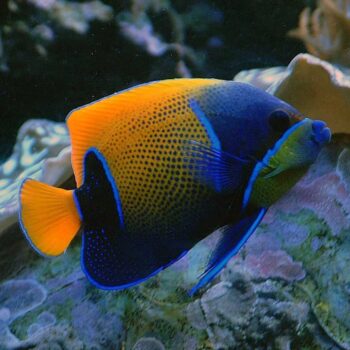 Pomacanthus navarchus (Adult) M- Majestic Angelfish