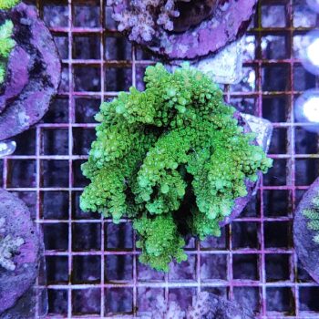 Acropora A50 (41184) - Μητρικές αποικίες