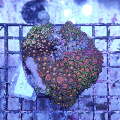 Zoanthus M16 (46822)