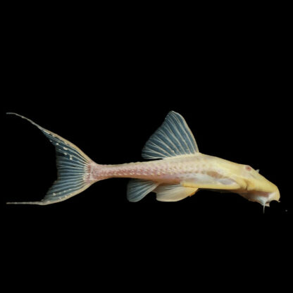 Acanthicus adonis - L155 Polkadot Lyretail Pleco Albino 3cm