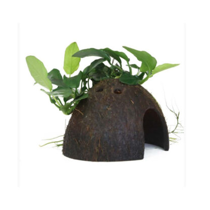 Tropica Anubias barteri Nana on Coconut Shell - Sales
