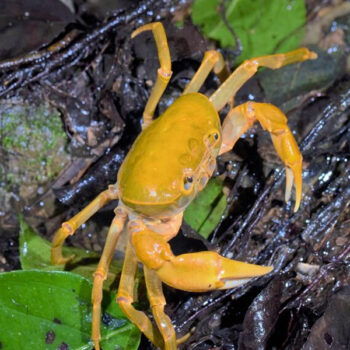 Terrathelphusa kaufen-Banana Crab 5 cm