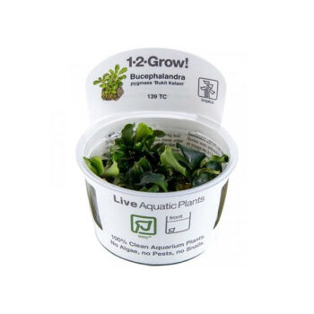 Tropica Bucephalandra pygmaea Bukit Kelam 1-2-Grow! - Φυτά για Ενυδρεία