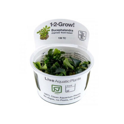 Tropica Bucephalandra pygmaea Bukit Kelam 1-2-Grow! - Φυτά για Ενυδρεία