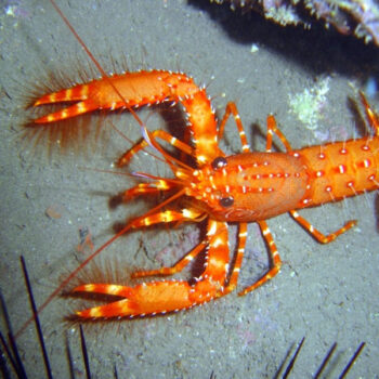Enoplometopus sp. - Yellow Reef Lobster