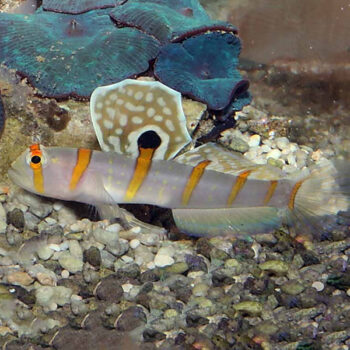 Amblyeleotris randalli - Randall's Prawn Goby M