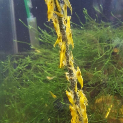 Ceramic Nature Shrimp Lolly Spinach sticks (10pcs) - Image 2