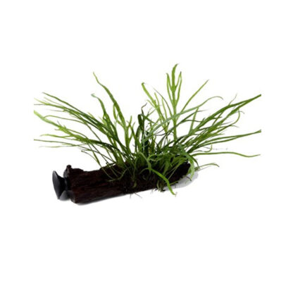 Tropica Microsorum pteropus ‘Trident’ On Wood With Sucker - Φυτά για Ενυδρεία