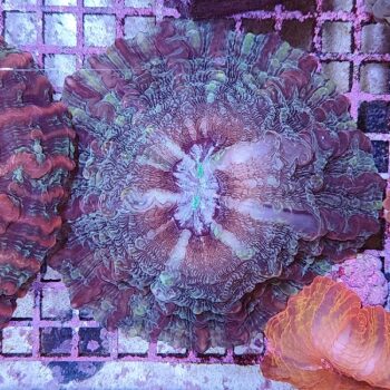 Indophyllia macassarensis (49698) - Μητρικές αποικίες