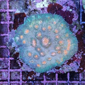 Echinophyllia sp. (46803) - Μητρικές αποικίες