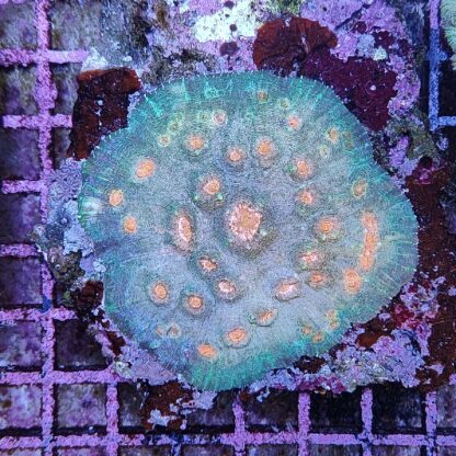 Echinophyllia sp. (46803) - Μητρικές αποικίες