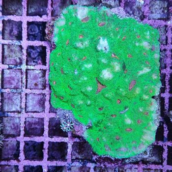 Echinophyllia sp. (48250) - Μητρικές αποικίες