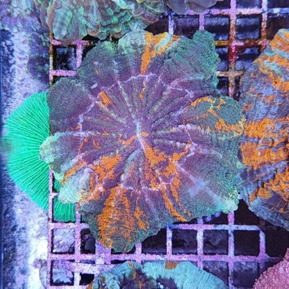 Acanthophyllia deshayesiana (50438) - Μητρικές αποικίες