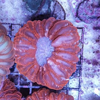 Cynarina lacrymalis red 3 (50934) - Μητρικές αποικίες
