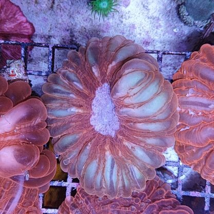 Cynarina lacrymalis red 2 (50934) - Μητρικές αποικίες