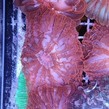 Indophyllia macassarensis (49428) - Μητρικές αποικίες