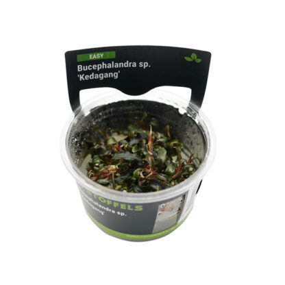 Stoffels Bucephalandra sp. 'Kedagang' in vitro