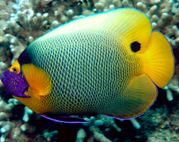 Pomacanthus xanthometopon L - Blueface Angelfish