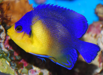Paracentropyge venustus- Venustus Angelfish