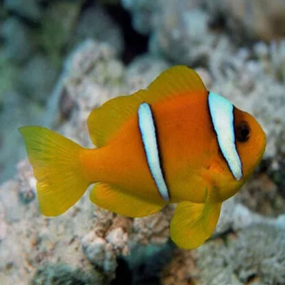 Amphiprion bicinctus - Twoband anemonefish