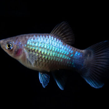 Xiphophorus maculatus - Assorted Neon Platy 2.8-3 cm