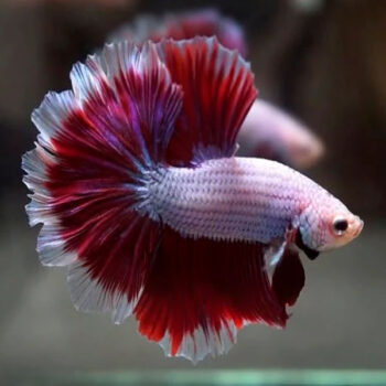 Betta splendens - Siamese Fighting Fish Halfmoon Rosetail 3.5-4cm