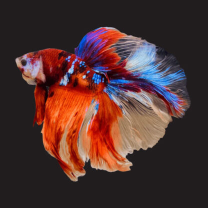 Betta splendens - Siamese Fighting Fish Halfmoon Nemo Multicolor - Grade A 3.5-4 cm