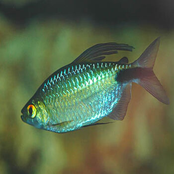 Brycinus longipinnis-Long-Finned Tetra 2.5 cm