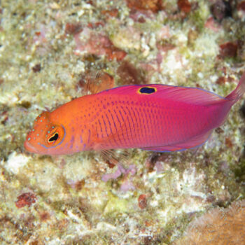 Cypho purpurascens - Oblique-lined Dottyback