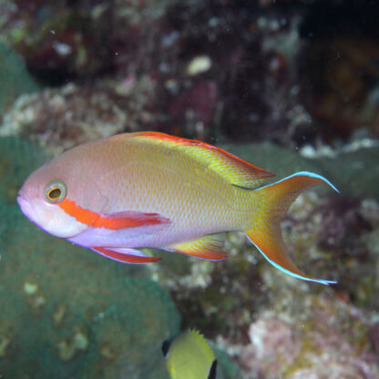 Pseudanthias hutchi - Red-cheeked fairy basslet