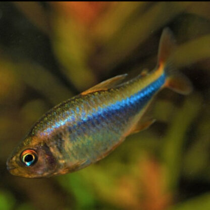 Hyphessobrycon wadai - Blueberry Tetra 3-3.5cm