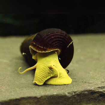 Tylomelania sp - Yellow Volcano Snail