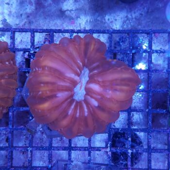 Cynarina metallic red 3 (41518)