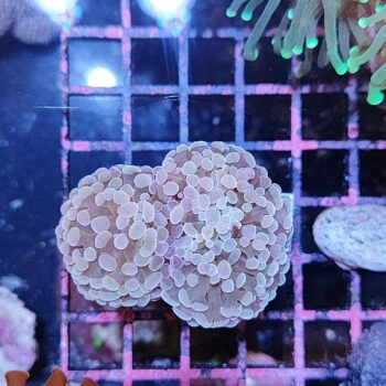 Euphyllia paraancora B560 - Frags
