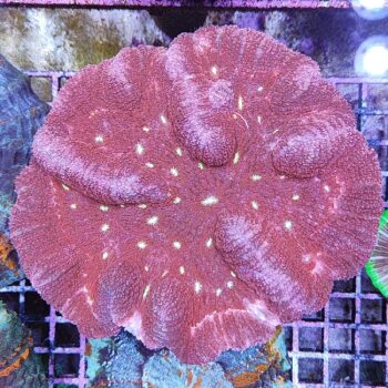 Symphyllia sp. (50914) - Μητρικές αποικίες