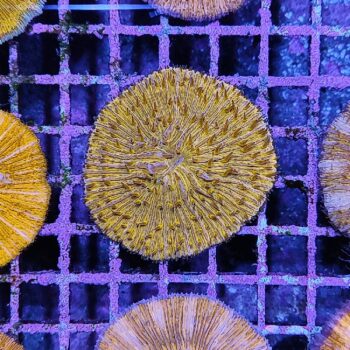 Indophyllia macassarensis 1 (49428) - Μητρικές αποικίες
