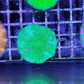 Zoanthus M35 (37793) - Frags