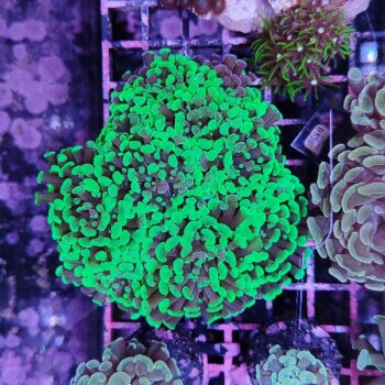 Euphyllia paraancora E78 - Frags