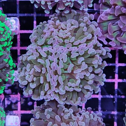 Euphyllia paraancora B579 - Frags