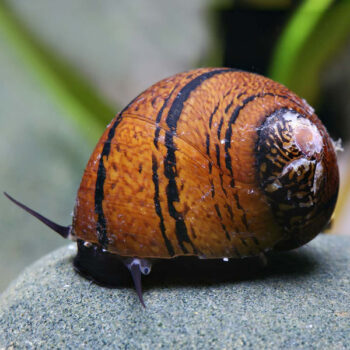 Neritodryas javanica - O-Ring snail