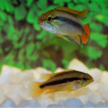 Apistogramma agassizii - Agassiz's Dwarf Cichlid Red 3.5-4 cm