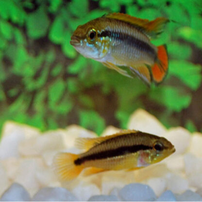 Apistogramma agassizii - Agassiz's Dwarf Cichlid Red 2.5-3 cm