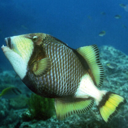 Balistoides viridescens - Titan Triggerfish L