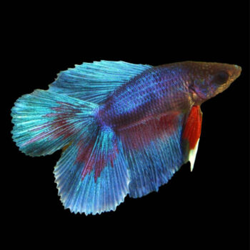 Betta splendens – Siamese Fighting Fish Doubletail Male