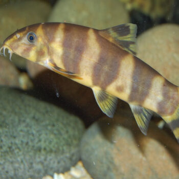 Botia udomritthiruji - Emperor Loach 3 cm