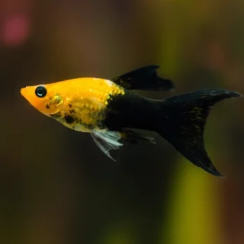 Poecilia sphenops - Golden Black Molly Lyretail 3cm