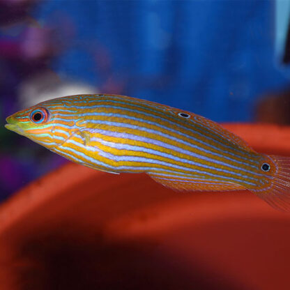 Halichoeres melanurus-Juv/Female Hoeven's wrasse