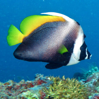 Heniochus singularius - Singular Bannerfish M/L