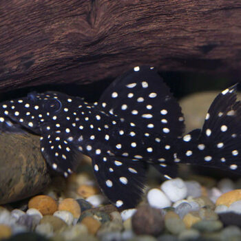 Leporacanthicus L240 - Galaxias Pleco 10-12cm